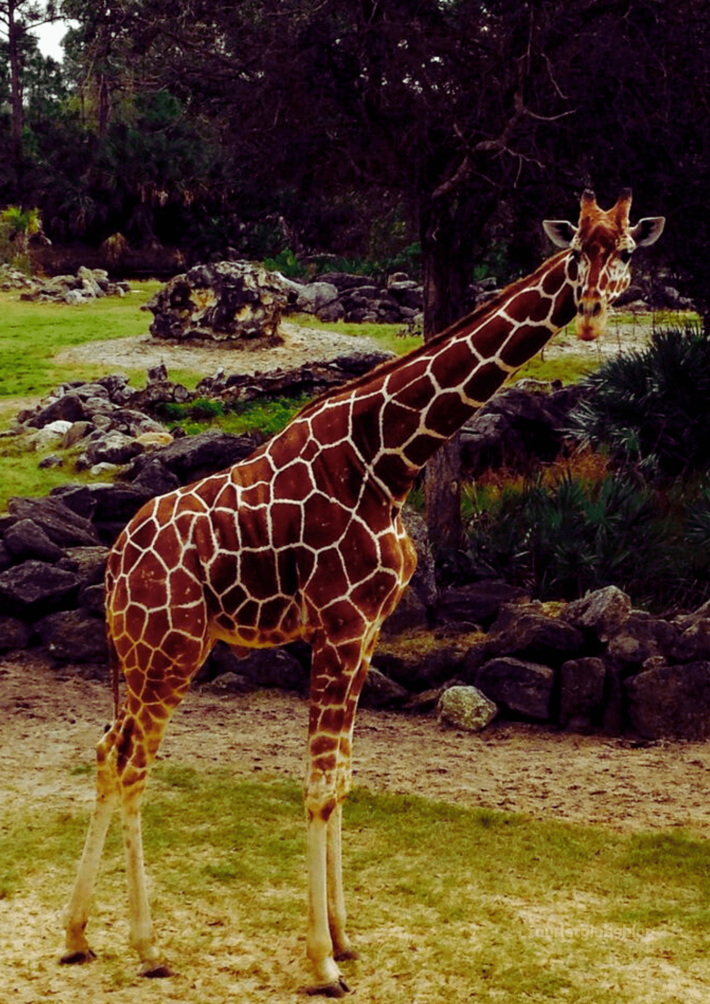 Brevard Zoo