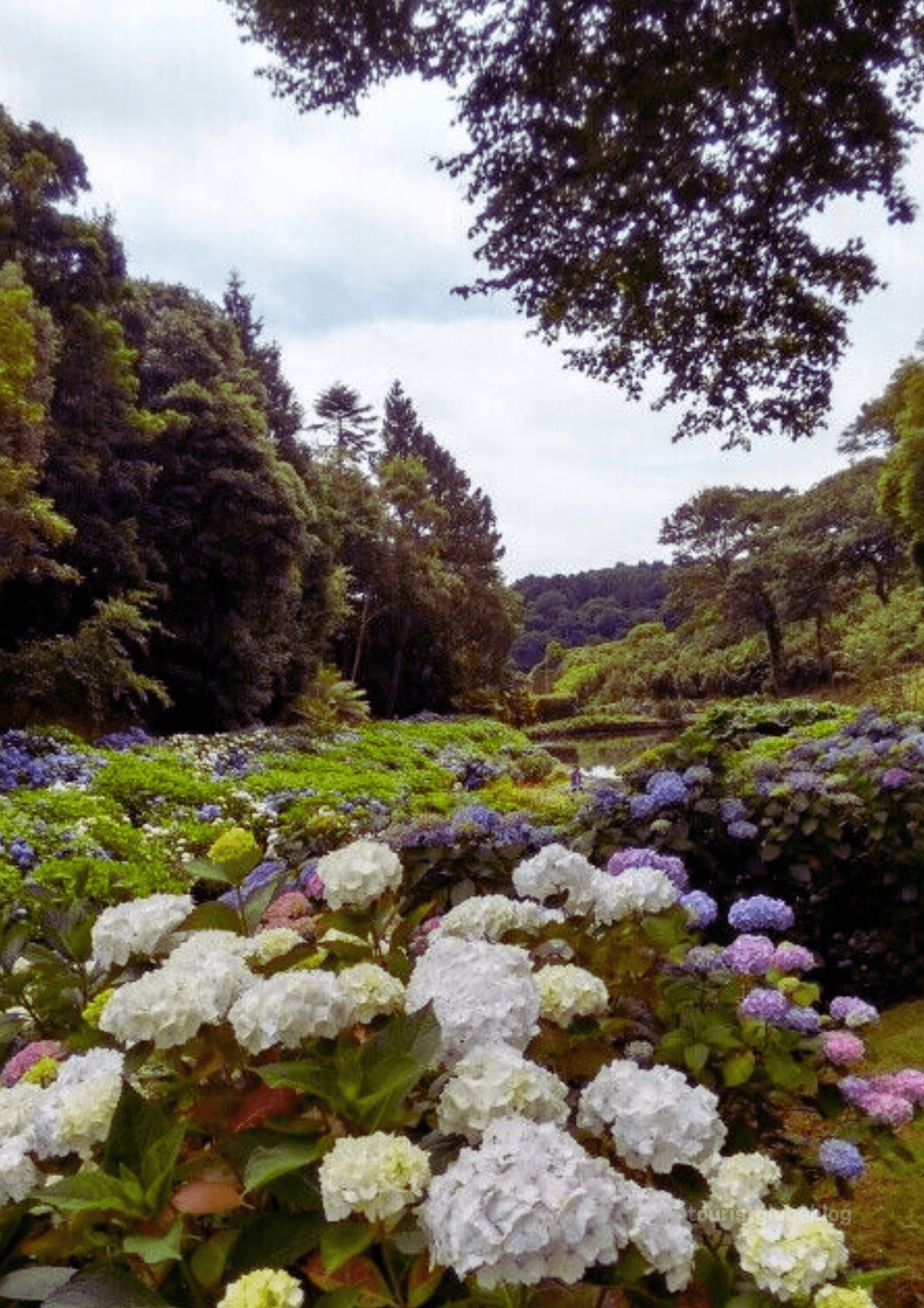 Trebah Garden Reviews: A Magical Tropical Getaway